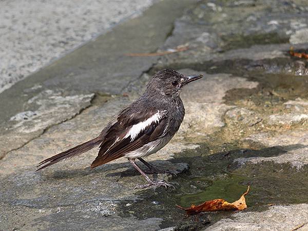 Taipei Birds f6.JPG