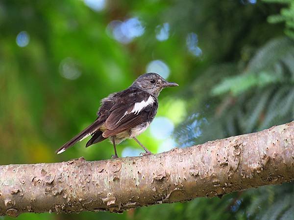 Taipei Birds f7.JPG