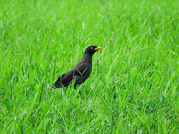 Taipei Birds f8.JPG