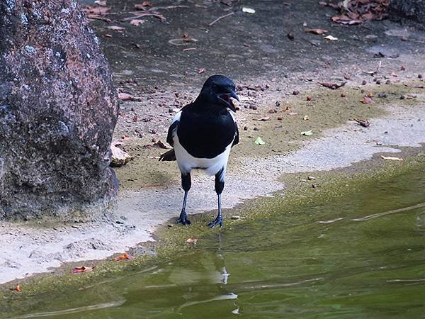 Taipei Birds f3.JPG