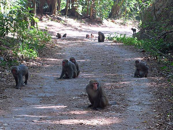 Shoushan monkey a6.JPG