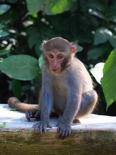 Shoushan monkey c3.JPG