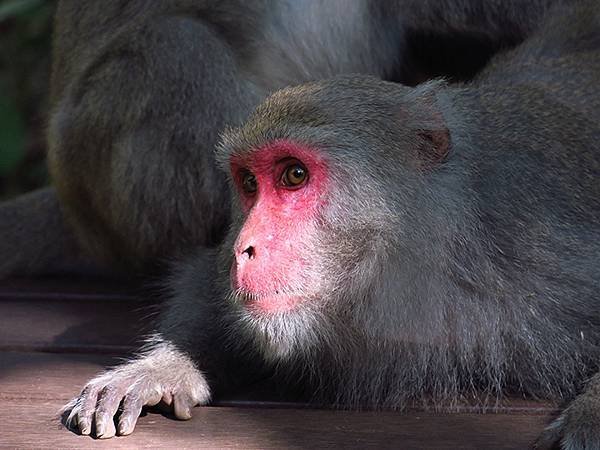 Shoushan monkey c8.JPG