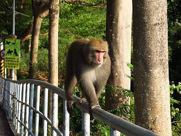 Shoushan monkey d2.JPG