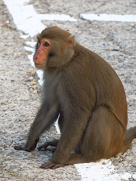 Shoushan monkey d4.JPG