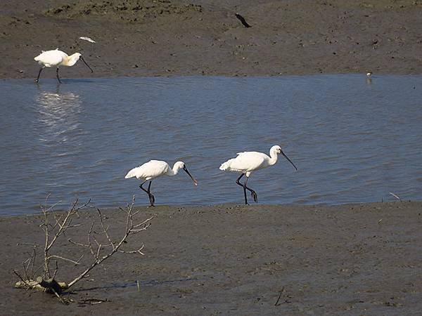 Luzhou Birds a5.JPG