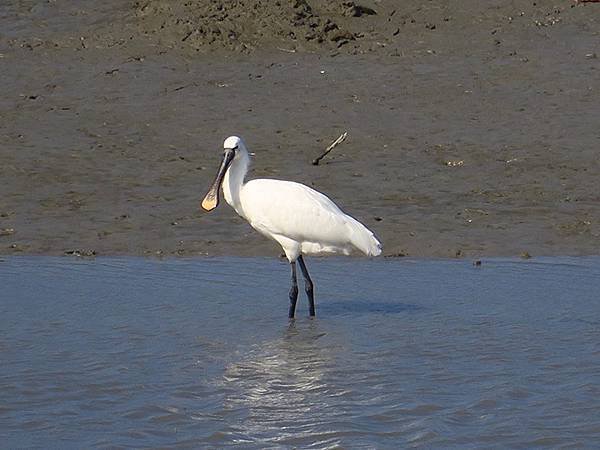 Luzhou Birds a2.JPG