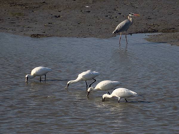 Luzhou Birds a1.JPG