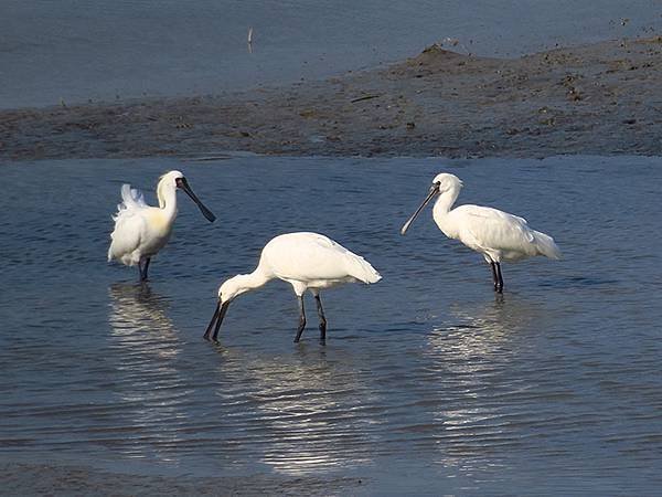 Luzhou Birds a7.JPG