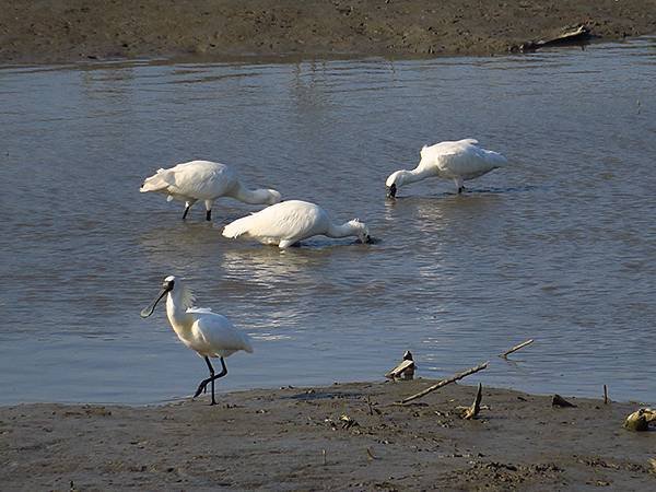 Luzhou Birds a8.JPG