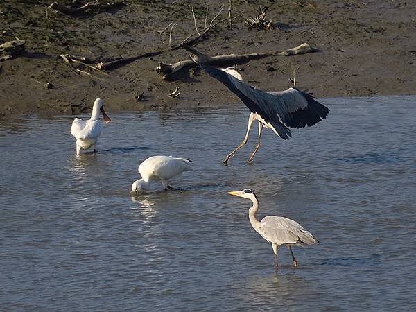 Luzhou Birds c1.JPG