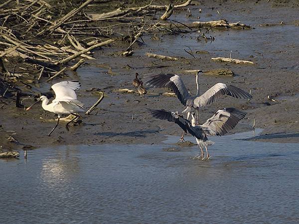 Luzhou Birds c4.JPG