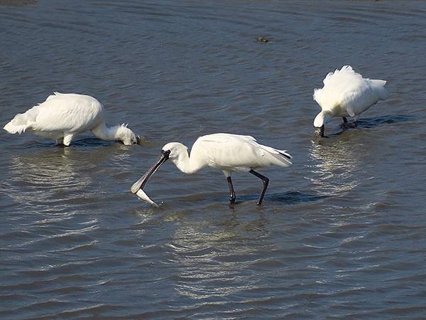 Luzhou Birds b2.JPG