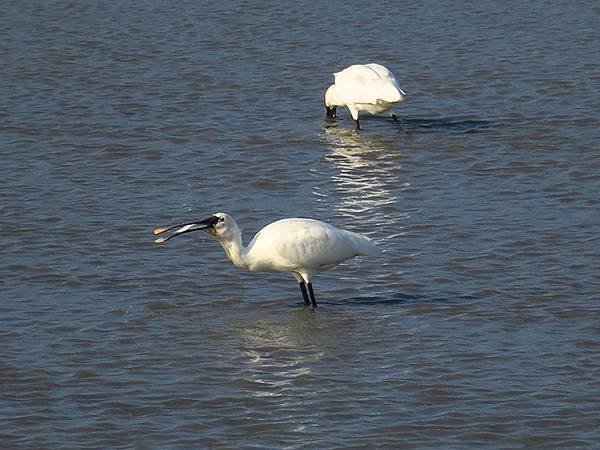 Luzhou Birds b4.JPG