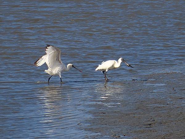 Luzhou Birds b5.JPG