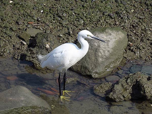 Luzhou Birds d2.JPG