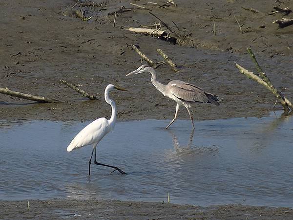 Luzhou Birds d3.JPG