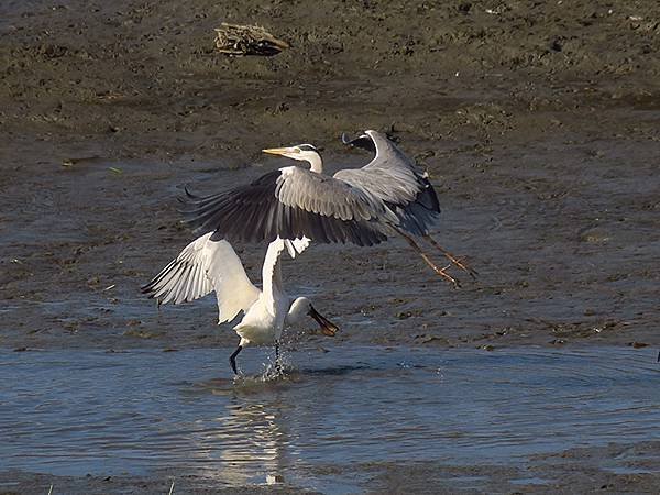 Luzhou Birds c7.JPG