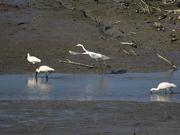 Luzhou Birds c6.JPG