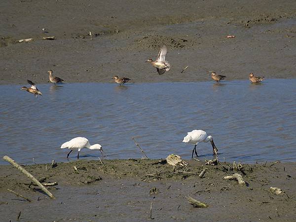 Luzhou Birds e2.JPG