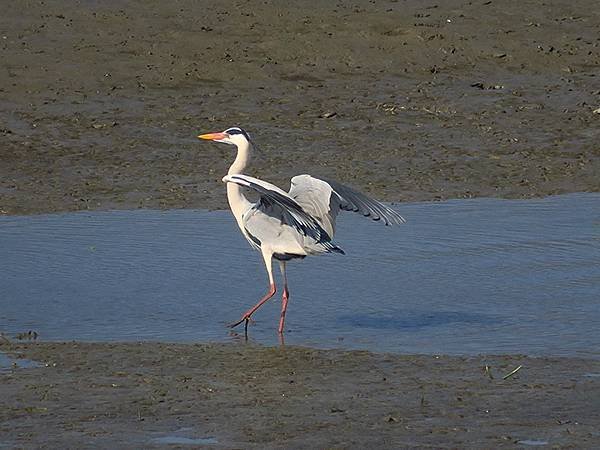 Luzhou Birds d7.JPG