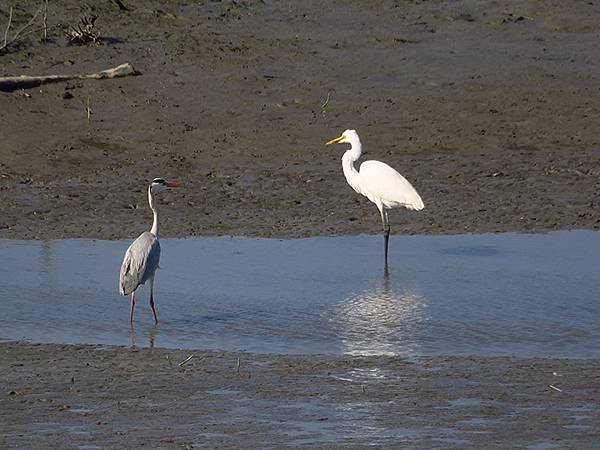 Luzhou Birds d5.JPG