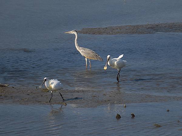 Luzhou Birds e1.JPG