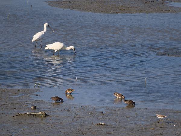 Luzhou Birds e4.JPG