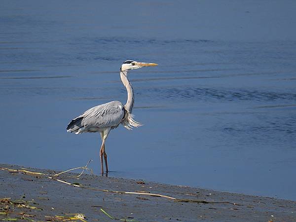 Luzhou Birds d4.JPG