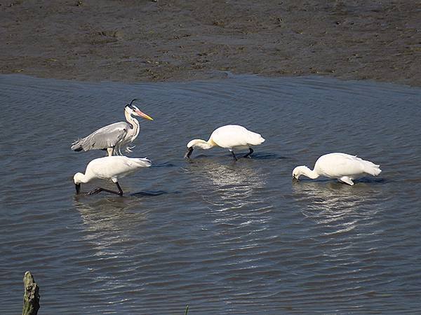 Luzhou Birds e3.JPG