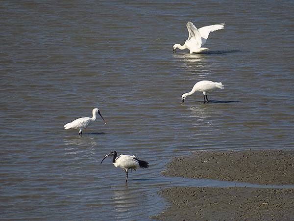 Luzhou Birds e9.JPG