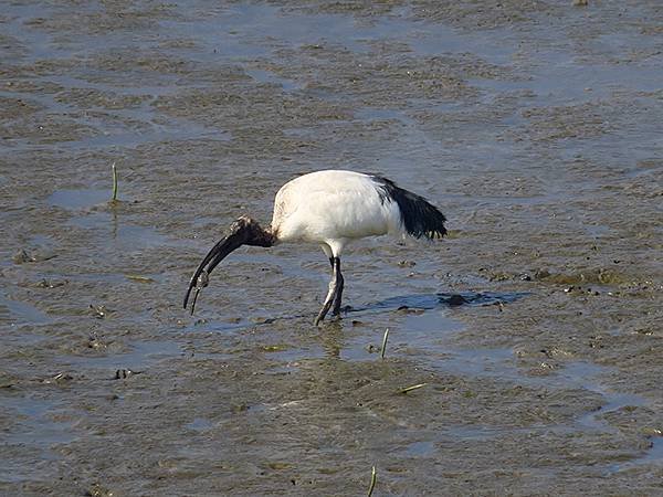 Luzhou Birds f6.JPG