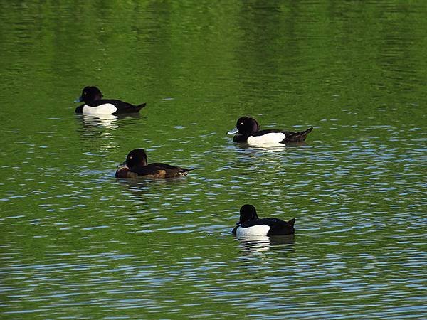 Luzhou Birds f2.JPG