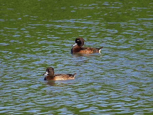 Luzhou Birds f4.JPG