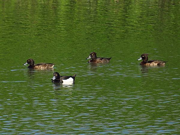 Luzhou Birds f3.JPG