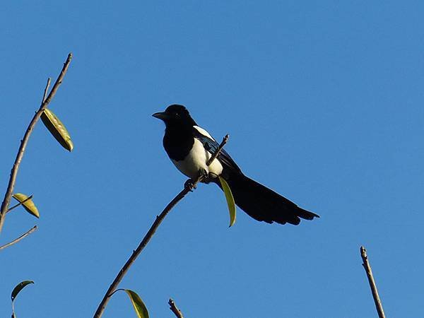 Luzhou Birds f10.JPG