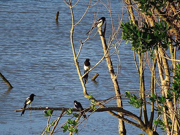 Luzhou Birds f9.JPG