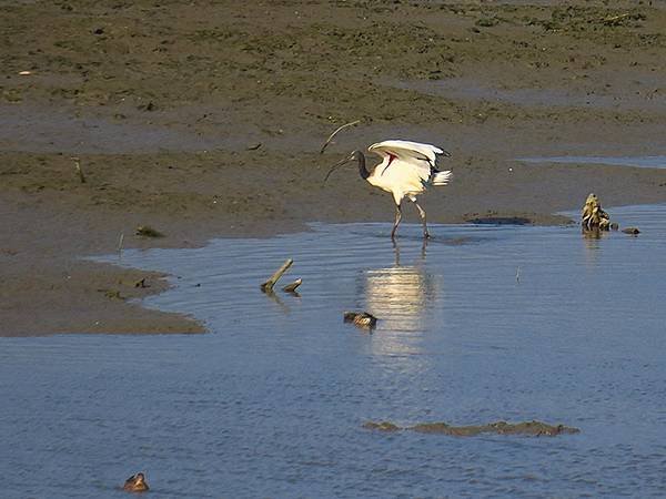 Luzhou Birds f8.JPG