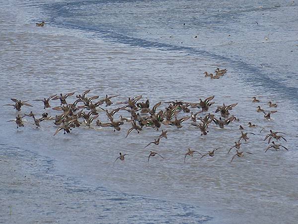 Luzhou Birds h4.JPG