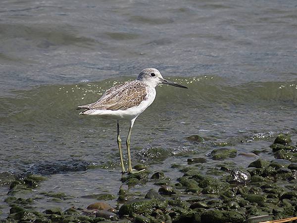 Luzhou Birds i2.JPG