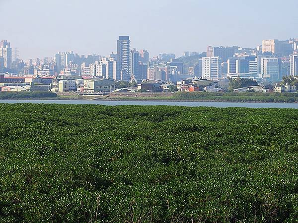 Luzhou Birds j2.JPG