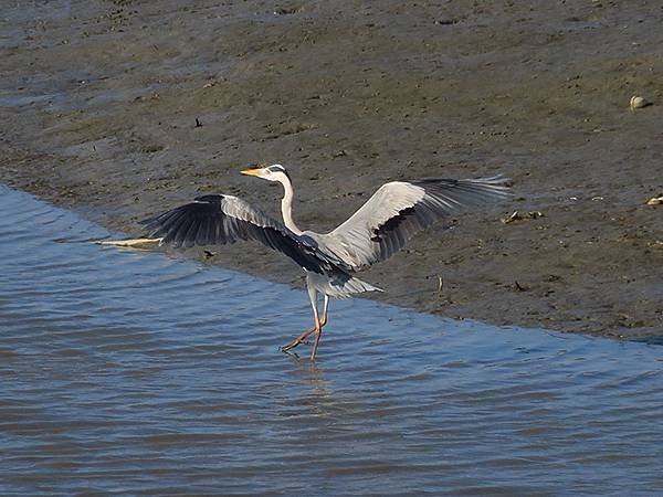 Luzhou Birds i9.JPG