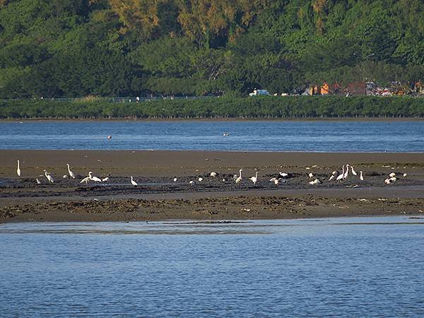 Luzhou Birds i8.JPG