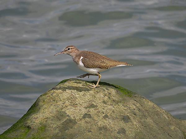 Luzhou Birds i5a.JPG