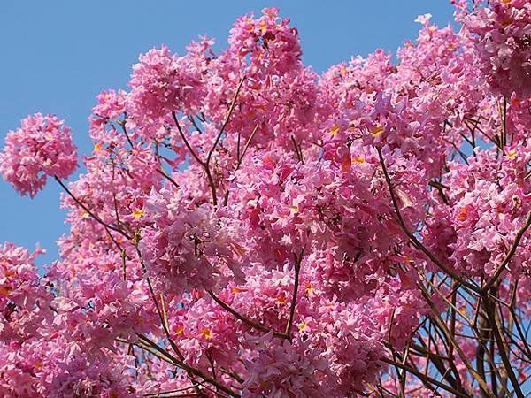 Tainan flowers b4.JPG