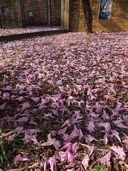 Tainan flowers b5.JPG