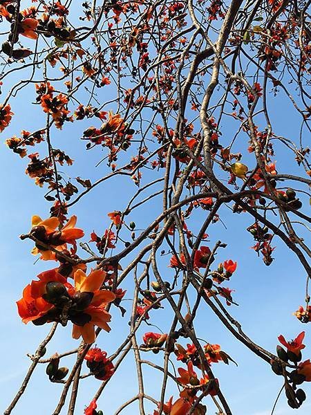 Tainan flowers c3.JPG