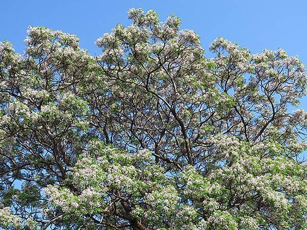 Tainan flowers e5.JPG