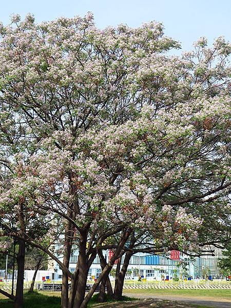 Tainan flowers e2.JPG