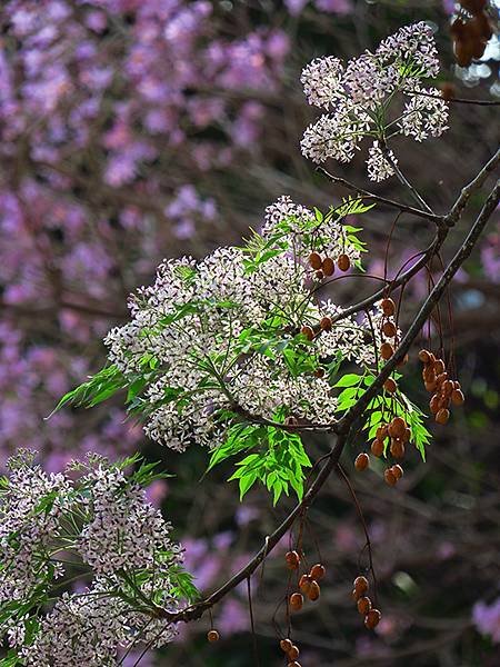 Tainan flowers f5.JPG